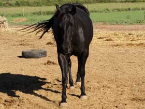 CNR filly Blue Valentine bred sire grandson of Blue Valentine dam granddaughter of Jackie Bee