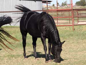 CNR foundation filly Blue Valentine bred ~ sire grandson of Blue Valentine dam granddaughter of Jackie Bee