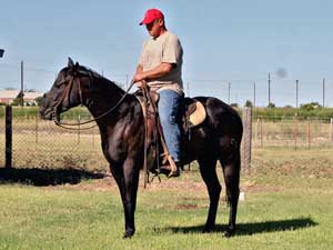 CNR filly Blue Valentine bred sire grandson of Blue Valentine dam granddaughter of Jackie Bee