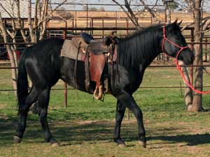 CNR foundation filly Blue Valentine bred ~ sire grandson of Blue Valentine dam granddaughter of Jackie Bee