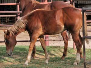 Mr Clyde Hancock ~ Blue Valentine bred ~ he goes back to Blue Valentine 4 times