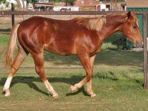 CNR Valentine Guy ~ Blue Valentine bred ~ his sire is a grandson of Blue Valentine and the dam is a daughter of Mr Clyde Hancock who goes back to Blue Valentine 3 times