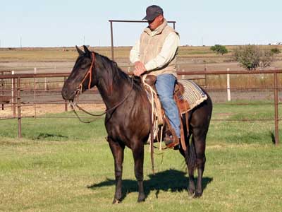 Joe Hancock & Driftwood bred brown Mare Granddaughter of War Concho and Romeo Blue