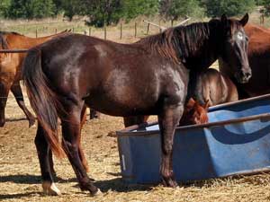 Horse Joe Hancock & Driftwood bred ~ sire is a son of War Concho, grandson of Joe Hancock and Driftwood and the dam is a granddaughter of Hancock's Blue Boy