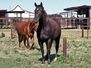 Joe Hancock & Driftwood bred ~ sire is a son of War Concho, grandson of Joe Hancock and Driftwood and the dam is a granddaughter of Hancock's Blue Boy