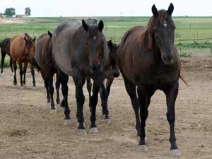 Joe Hancock & Driftwood bred ~ sire is a son of War Concho, grandson of Joe Hancock and Driftwood and the dam is a granddaughter of Hancock's Blue Boy