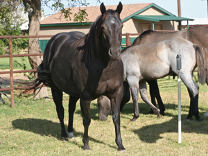 Joe Hancock & Driftwood bred ~ sire is a son of War Concho, grandson of Joe Hancock and Driftwood and the dam is a granddaughter of Hancock's Blue Boy