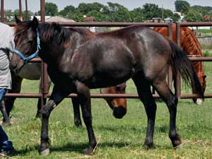 Horse Joe Hancock & D4 Times Blue Valentine bred ~ sire and dam are grandson and granddaughter of Hancock's Blue Boy at CNR Quarter Horses in Lubbock, Texas