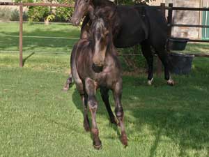 Joe Hancock & 4 Times Blue Valentine bred ~ sire and dam are grandson and granddaughter of Hancock's Blue Boy at CNR Quarter Horses in Lubbock, Texas