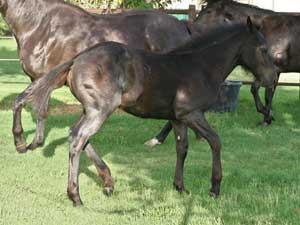 Horse Joe Hancock & D4 Times Blue Valentine bred ~ sire and dam are grandson and granddaughter of Hancock's Blue Boy at CNR Quarter Horses in Lubbock, Texas