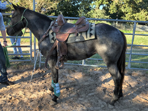 Driftwood ~ Blue Valentine bred 2018 blue roan filly for sale in Texas