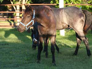 Joe Hancock & 4 Times Blue Valentine bred ~ sire and dam are grandson and granddaughter of Hancock's Blue Boy at CNR Quarter Horses in Lubbock, Texas