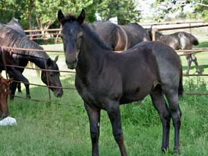 Joe Hancock & 4 Times Blue Valentine bred ~ sire and dam are grandson and granddaughter of Hancock's Blue Boy at CNR Quarter Horses in Lubbock, Texas