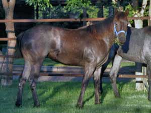 Joe Hancock & 4 Times Blue Valentine bred ~ sire and dam are grandson and granddaughter of Hancock's Blue Boy at CNR Quarter Horses in Lubbock, Texas