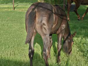 Joe Hancock & 4 Times Blue Valentine bred ~ sire and dam are grandson and granddaughter of Hancock's Blue Boy at CNR Quarter Horses in Lubbock, Texas