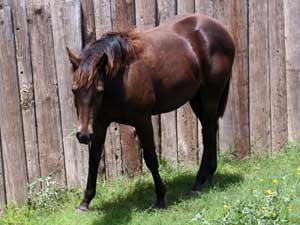 Driftwood, Joe Hancock, Jackie Bee and Sugar Bars ranch bred brown filly for sale