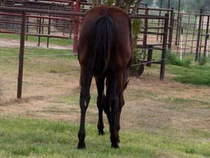Driftwood, Joe Hancock, Jackie Bee and Sugar Bars ranchbred brown filly for sale