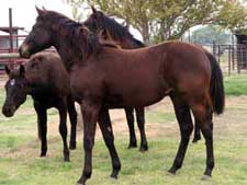 Hancock ~ Blue Valentine bred quarter horses for sale