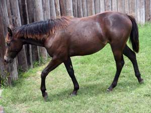 Driftwood, Joe Hancock, Jackie Bee and Sugar Bars ranch bred brown filly for sale