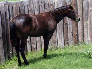 Driftwood, Joe Hancock, Jackie Bee and Sugar Bars ranch bred brown filly for sale
