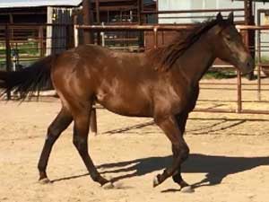 Driftwood, Joe Hancock, Jackie Bee and Sugar Bars ranch bred brown filly for sale