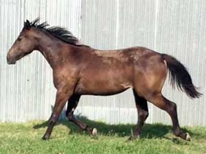 Driftwood, Joe Hancock, Jackie Bee and Sugar Bars ranch bred brown filly for sale