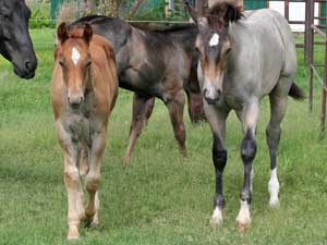 Hancocks Blue Boy ~ Mr Clyde Hancock bred colt for sale in Texas