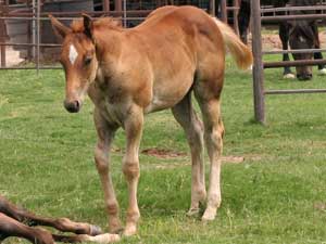 Hancocks Blue Boy ~ Mr Clyde Hancock bred colt for sale in Texas