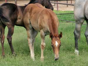 Hancocks Blue Boy ~ Mr Clyde Hancock bred colt for sale in Texas