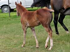 Romeo Blue ~ Mr Clyde Hancock bred dun colt for sale in Texas