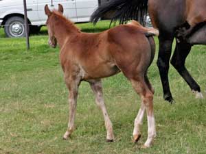 Hancocks Blue Boy ~ Mr Clyde Hancock bred colt for sale in Texas