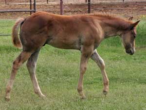 Romeo Blue ~ Mr Clyde Hancock bred dun colt for sale in Texas