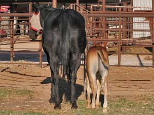 Hancocks Blue Boy ~ Mr Clyde Hancock bred colt for sale in Texas