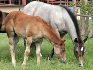 Hancocks Blue Boy ~ Mr Clyde Hancock bred colt for sale in Texas