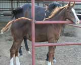 Boon Bar, Colonel Freckles, Dash For Cash quarter horse gelding for sale in Texas