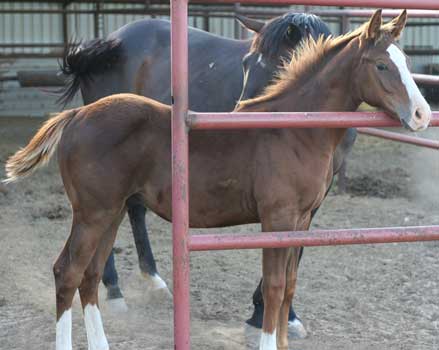 First Down Dash, Boon Bar and Colonel Freckles quarter horse for sale