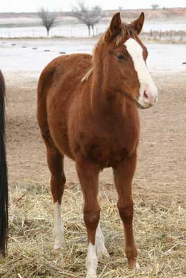 First Down Dash, Boon Bar and Colonel Freckles quarter horse for sale