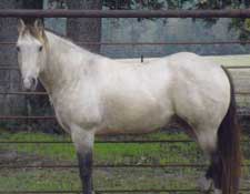 AQHA Cowboys Buttermilk buckskin quarter horse stallion grandson of Dry Doc standing stud at Holder Quarter Horses in Knox City, Texas