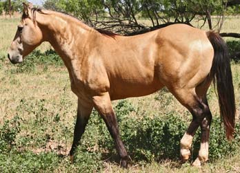 AQHA Cowboys Buttermilk buckskin quarter horse stallion grandson of Dry Doc standing stud at Holder Quarter Horses in Knox City, Texas