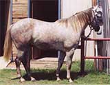 CNR Solid Rock gray gelding Joe Hancock, Blondys Dude and Jackie Bee bred