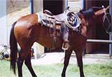 Sugar Bars ~ Leo cross, Dash For Cash, Beduino, Jet Smooth bloodlines