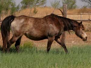 First Down Dash, Boon Bar and Colonel Freckles buckskin mare