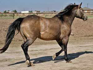 First Down Dash, Boon Bar and Colonel Freckles buckskin mare