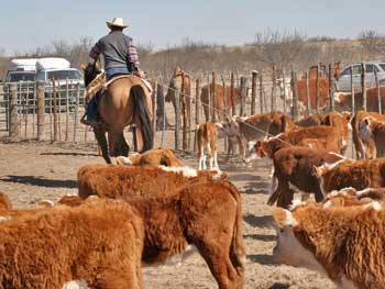 Rick dragging calf to fire on CNR Cashs Chubby Leo, dun Dash For Cash and Leo bred gelding.