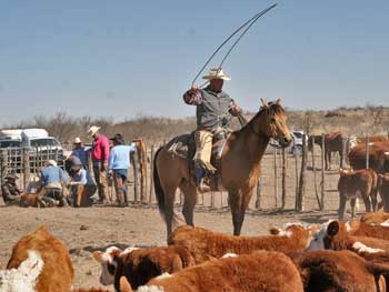 Rick roping off of CNR Cashs Chubby Leo, dun Dash For Cash and Leo bred gelding.