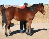 Boon Bar, Colonel Freckles, Ruano Rojo, Blue Valentine quarter horse colt for sale in Texas