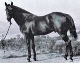 Driftwood ~ Sire of outstanding performance horses
