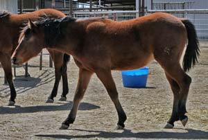 Blue Valentine, Driftwood, Boon Bar and Colonel Freckles quarter horse for sale