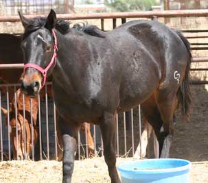 Blue Valentine and Son O Leo bred