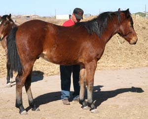 Blue Valentine, Driftwood, Boon Bar and Colonel Freckles quarter horse for sale